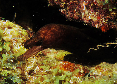 moray