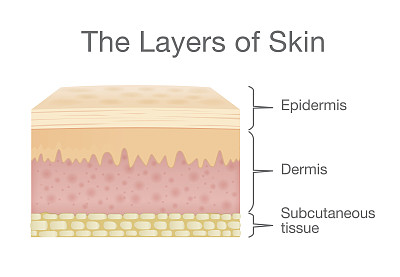 skin