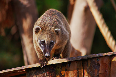 coatimundi