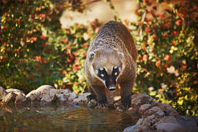coatimundi