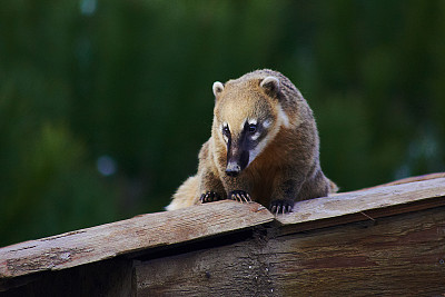 coatimundi