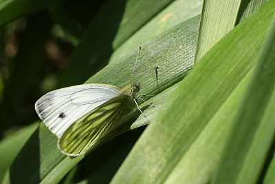 pieris