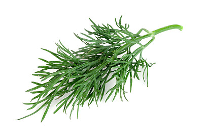 fennel