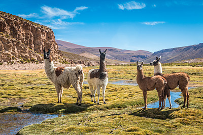 llama