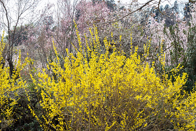 forsythia