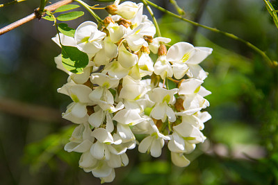 洋槐花开