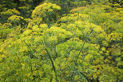 dill