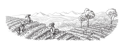 采茶插画