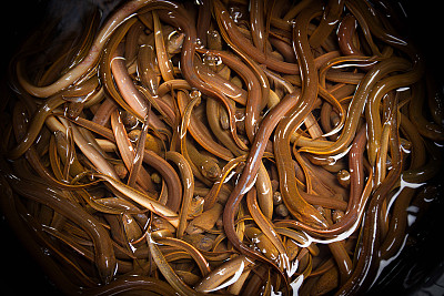 eel