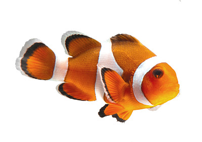 anemonefish