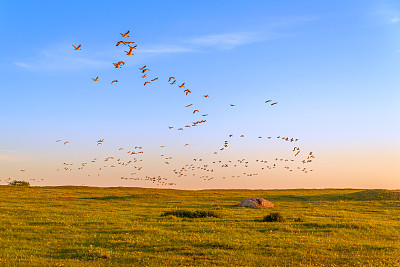 birds