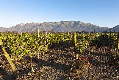 chile