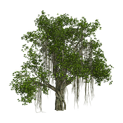 banyan