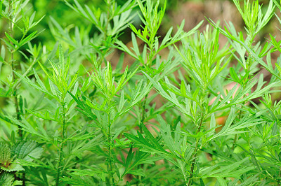 mugwort