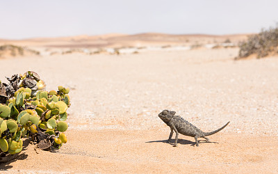 reptilia