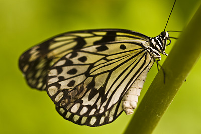 斑马纹蝴蝶