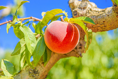 peach