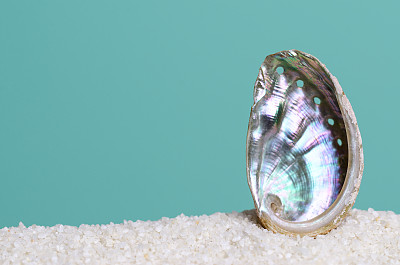 abalone