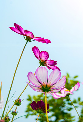 calliopsis
