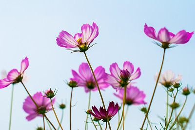 calliopsis