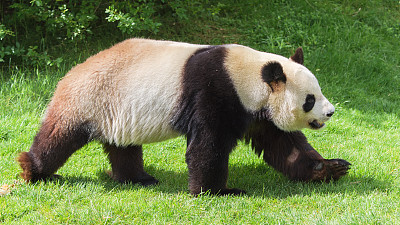 熊猫走路