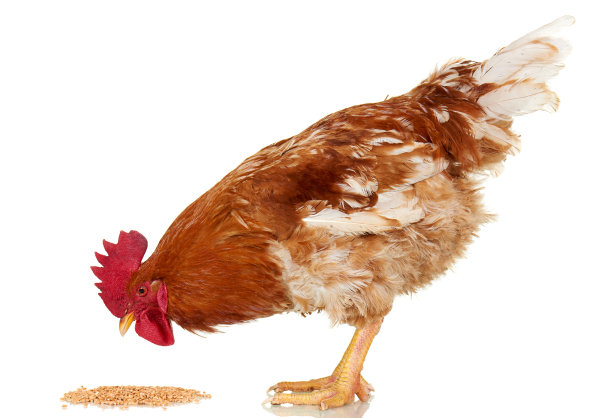hen