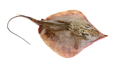 stingray