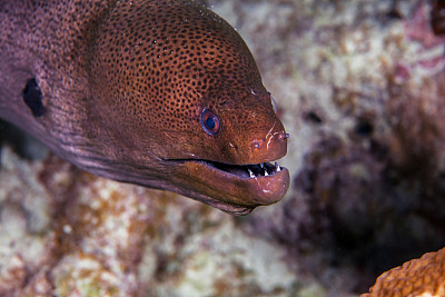 moray