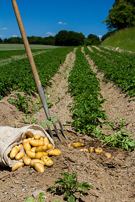 土豆种植园