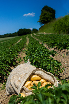 土豆种植园