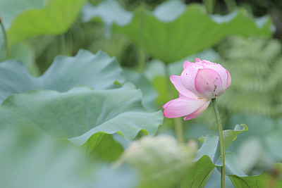 夏河