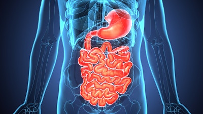digestion
