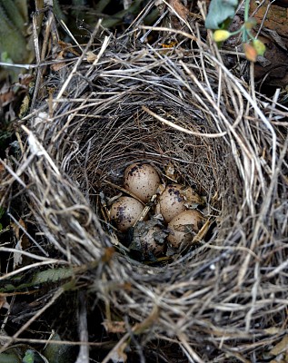 鸟巢里的鸟蛋