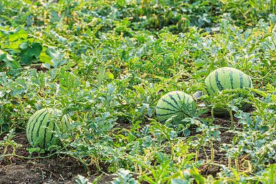 watermelon