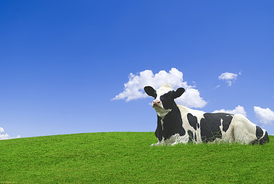 cow
