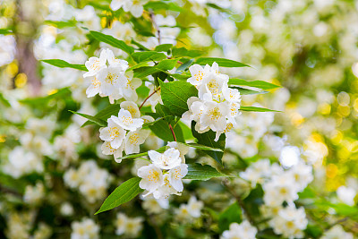 jasmine