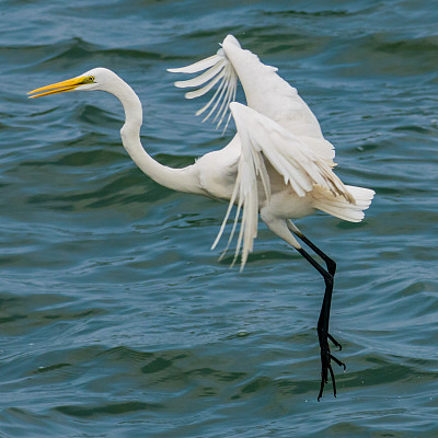 egret