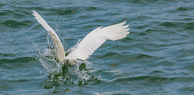 egretta
