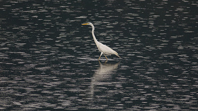 egretta