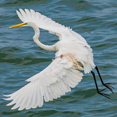 ardea