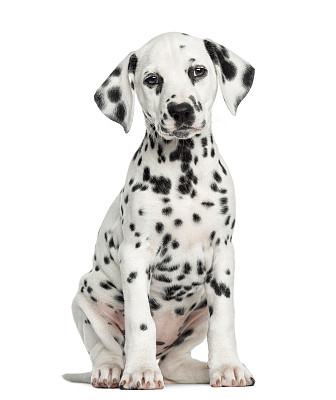 dalmatian