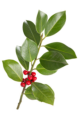 holly