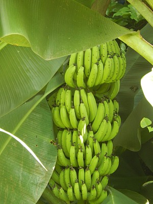 香蕉叶景观树