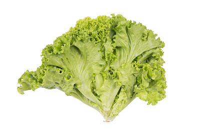 lactuca