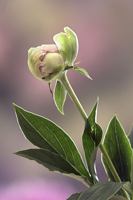 buds