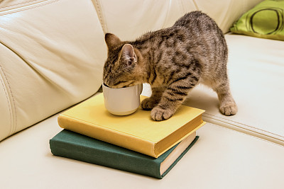 猫咪喝咖啡
