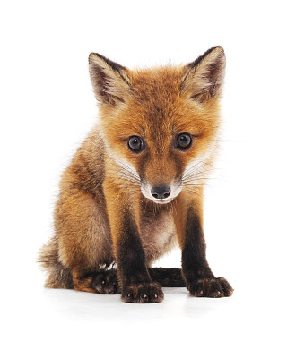 fox