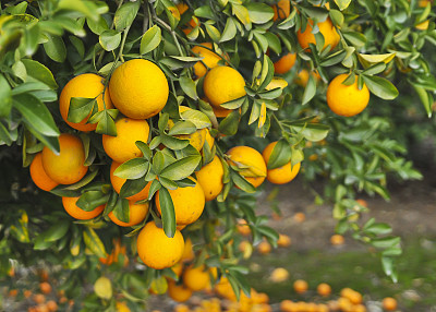 citrus
