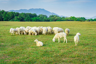 flock
