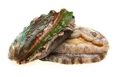 abalone